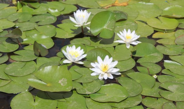 深入解析大乐透开奖记录规则：赢取幸运的秘密之钥